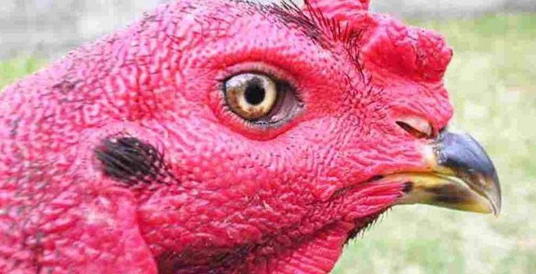 Evaluate combat power, how to identify areca nut-eyed fighting cock breeds